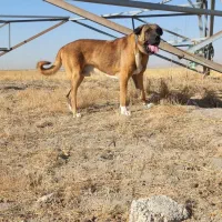 توله سگ سرابی|سگ|کبودرآهنگ, |دیوار