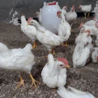 جوجه خروس|حیوانات مزرعه|صحنه, |دیوار