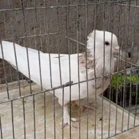 طوقی نر|پرنده|قم, هفت تیر|دیوار