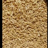 گندم دیمی بسیار تمیز