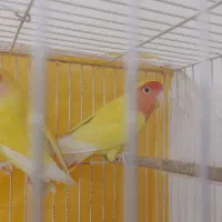 کوتوله|پرنده|مشهد, فرخد|دیوار