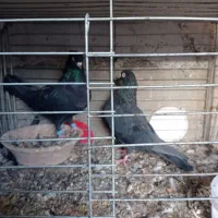 نروماده زاغ