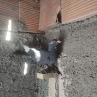 سهتا پلنگ دوتاکلای  یک کوسه سوراخی|پرنده|کرمان, |دیوار