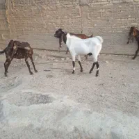 بز افغانی|حیوانات مزرعه|شادگان, |دیوار