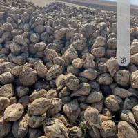 چغندر قند دامی