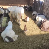بره نره|حیوانات مزرعه|شیراز, گلستان|دیوار
