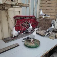 جفت کبوتر شیرازی با جوجه هاشون