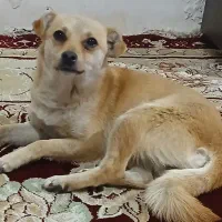 پیدا شده این سگ