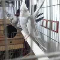 عروس هلندی|پرنده|قشلاق دشت, |دیوار