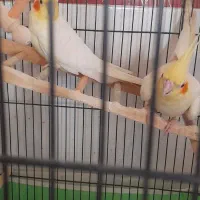 عروس هلندی فروشی جوجه وبالغ|پرنده|جوین, |دیوار