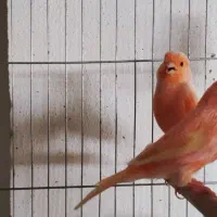 قناری سرخ ردفکتور ماده۲۵۰۰۰۰۰|پرنده|تهران, درب دوم|دیوار