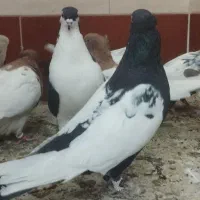 سه تا نر پرشی زرنگ|پرنده|اسلام‌شهر, شهرک سعیدیه|دیوار