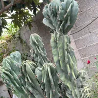 کاکتوس صخره ای