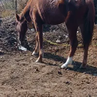 15عدد اسب مادیون|اسب و تجهیزات اسب‌سواری|سیلوانه, |دیوار