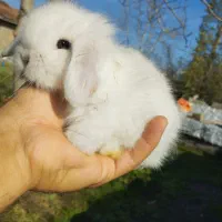 خزگوش لوپ ترکیش عروسکی|موش و خرگوش|لولمان, |دیوار