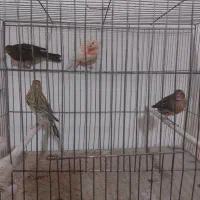 جوجه قناری ۶ ماهه