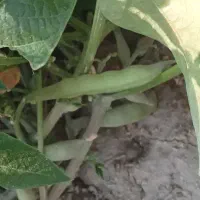 خالص خالص یونجه