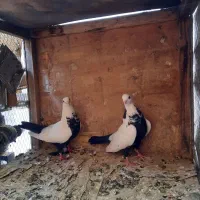 طوقی|پرنده|تهران, سلسبیل شمالی|دیوار