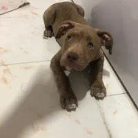 واگذاری سگ پیت بول امریکایی|سگ|تهران, جردن|دیوار