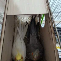 نروماده ب همراه ۳تاجوجه و ی‌دونه تخم ولانه