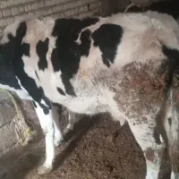 گاو کشتاری.سبک وزن