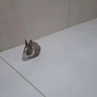 خرگوش مینیاتوری نر به همراه یک قفس|موش و خرگوش|کرمانشاه, |دیوار