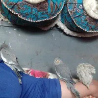 نروماده یکیش جوجشونه