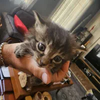 بچه گربه رایگانه رایگان|گربه|بشاریات, |دیوار