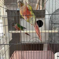 گرینچیک جفت