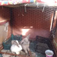 قفس بزرگ آهنی مخصوص خرگوش مرغ مرغابی کبوتر|لوازم جانبی حیوانات|طرقبه, |دیوار