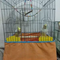 ۲جفت عروس هلندی