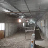 اجاره مزرعه «شتر مرغ ۷۰۰۰»|اجارهٔ دفتر صنعتی، کشاورزی، تجاری|گرمسار, |دیوار