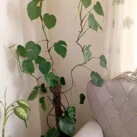 فروش گل
