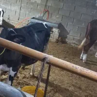 گوساله جنس اصل
