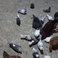 کبوتر|پرنده|سیلاخور, |دیوار