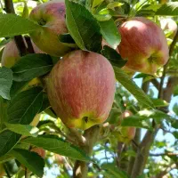 مزایده محصول سیب درختی( بیروتی) مخصوص صادرات