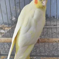 ماده ۱۳ماهه