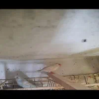 فنج بنگالی، مرغ عشق پروانه ی فنچ نرگسی سفید|پرنده|بندرعباس, |دیوار