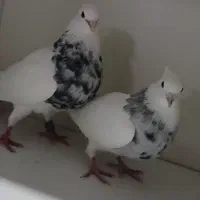 طوقی|پرنده|بدره, |دیوار