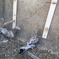 کبوتر