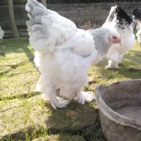 جوجه برهما لایت بلولایت و بوف