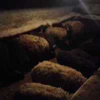 گوسفند ماده|لوازم جانبی حیوانات|هشترود, |دیوار