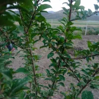 دشت بیلو. منطقه آزاد|فروش خانه و ویلا|خاو و میرآباد, |دیوار