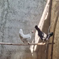 دو عدد مرغ کاکلی و پاپر(تخم گذار)