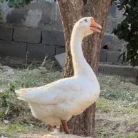 مرغ و خوروس
