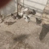 جوجه گرویی پرشی|پرنده|قنوات, |دیوار