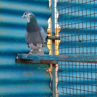 کبوتر پرشی .انگلیسی|پرنده|اسلامشهر, شهرک مهدیه|دیوار