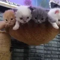 گربه پرشین سوپر فلت اشرافی