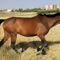 مادیون با کره مادیون گمشده