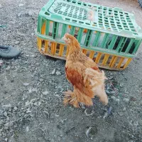 برهماوسلطانه نیمچه